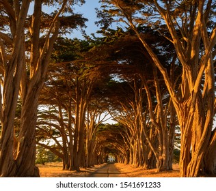 Cypress Tree Tunnel in Point Reyes National Seashore