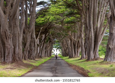 Cypress Tree Tunnel at Point Reyes National Seashore, California, USA