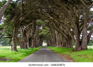 Cypress Tree Tunnel in Point Reyes, California