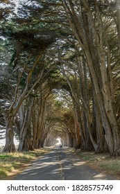 Cypress Tree Tunnel, Point Reyes 