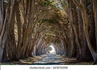 Cypress Tree Tunnel at Point Reyes National Seashore, shoot in 2018