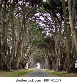 The Cypress Tree Tunnel in the Point Reyes National Seashore.
