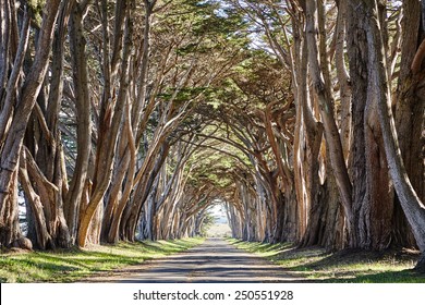 Cypress Tree Tunnel at Point Reyes National Seashore, California, USA
