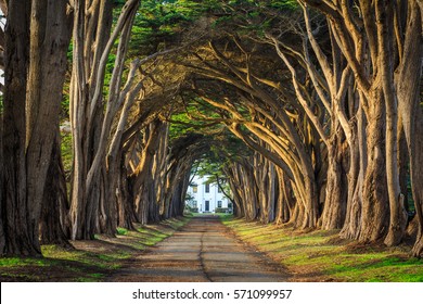 Cypress tree tunnel, Point Reyes, California