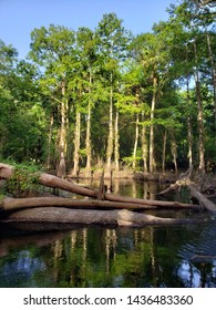 Cypress Trees Along River In Seminole County Florida.