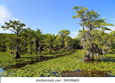 Cypress Trees At Caddo Lake, Texas