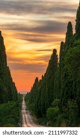 cypress trees of Carducci boulevard in Bolgheri at sunset