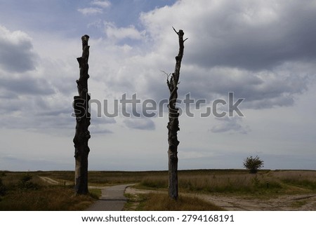 Cypress trees or columnar trees in landscape