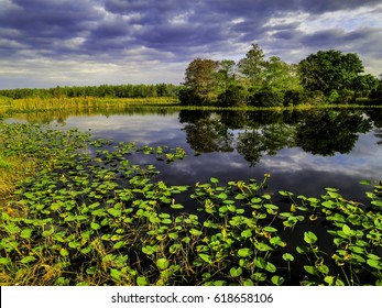 Cypress trees and dramatic clouds reflected in Florida lake with spatterdock (Nuphar advena) and water lilies.