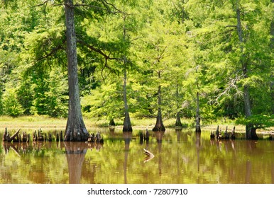 Cypress Trees And Knees In A Swamp