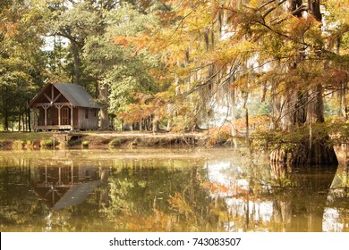 Cypress Trees In A Louisiana Bayou
