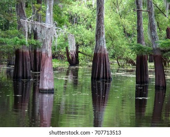 Cypress Trees In Louisiana's Atchafalaya Swamp