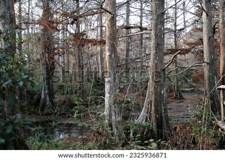 Cypress trees on the swamp land