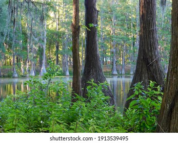 Cypress trees ring a small lake in the middle of a forest in North Florida. 