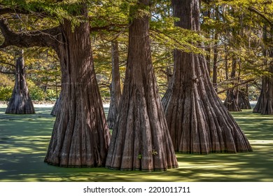 Cypress Trees In A Southern Swamp