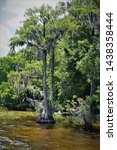 Cypress trees with Spanish Moss along Lake Waccamaw