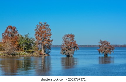 Cypress Trees With Spanish Moss Growing On Them. In Lake Marion At Santee State Park, Santee, Orangeburg County, South Carolina