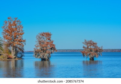 Cypress Trees With Spanish Moss Growing On Them. In Lake Marion At Santee State Park, Santee, Orangeburg County, South Carolina