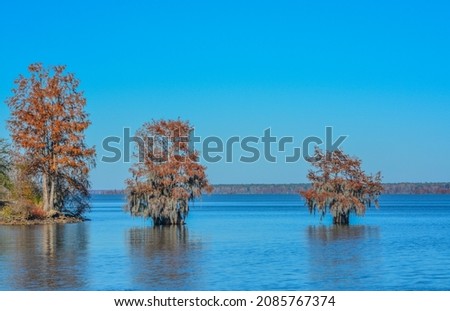 Cypress Trees with Spanish Moss growing on them. In Lake Marion at Santee State Park, Santee, Orangeburg County, South Carolina