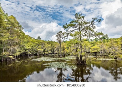 360 Cypress tree stumps Images, Stock Photos & Vectors | Shutterstock