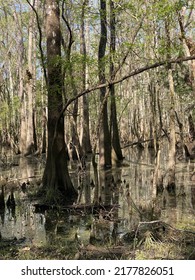 Cypress Trees In A Cypress Swamp In North Florida.