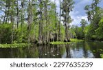 Cypress trees and water lilies line the edge of the water in the dark water of the Okefenokee Swamp