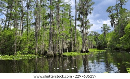 Cypress trees and water lilies line the edge of the water in the dark water of the Okefenokee Swamp