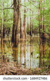 Cypress Tress In Bloom In South East Texas