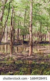 Cypress Tress In Bloom In South East Texas