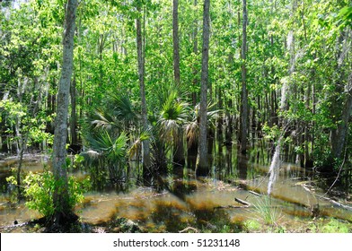 Cypress And Tupelo Standing In Water In Florida Marsh Land
