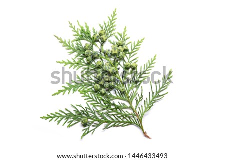 Cypress twig with growing cones isolated on white background. Cupressus