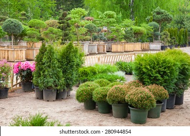 Cypresses plants in pots bonsai garden plants on tree farm - Powered by Shutterstock