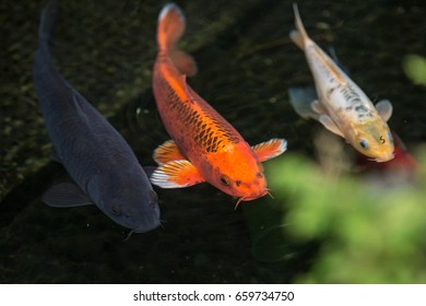 Cyprinus Carpio Haematopterus