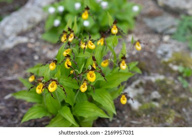 Cypripedium Calceolus Blossom Amazing Cute Flower. Yellow Flower With Dark Petal, Small Blooming Orchid Bush