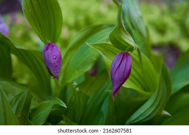 Cypripedium 'Sabine'. Garden Hybrid. Cypripedium Is A Genus Of 58 Species And Nothospecies Of Hardy Orchids.            