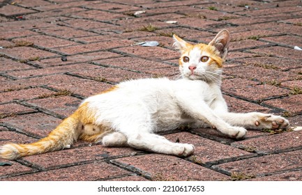 A Cyprus Cat Lying Relaxed On The Street