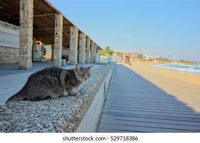 Cyprus Cat,  Protaras,  Coast Line