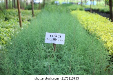 Cyprus Tree Seedlings In The Nursery