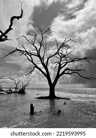 Cyprus Tree Standing Alone In The Ocean 