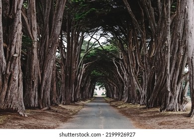 Cyprus Tree Tunnel With No People On A Cloudy Day