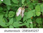 Cyrestis thyodamas, the common map,is a species of butterfly in the family Nymphalidae. It was first described by Jean Baptiste Boisduval in 1836. It is found in the Indian subcontinent