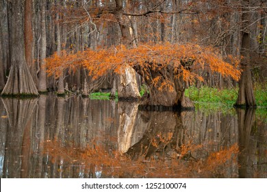 A Cyrress Tree Spreads Its Canopy Over The Water Of The Neches River.