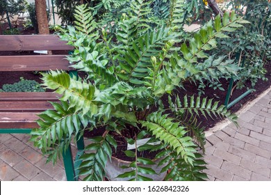 Holly Fern High Res Stock Images Shutterstock