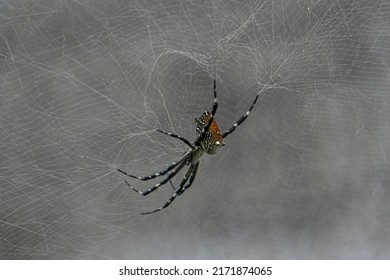Cyrtophora, the tent-web spiders, is a genus of orb-weaver spiders. Although they are in the "orb weaver" family, they do not build orb webs.