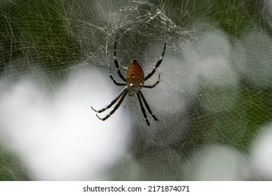 Cyrtophora, the tent-web spiders, is a genus of orb-weaver spiders. Although they are in the "orb weaver" family, they do not build orb webs.