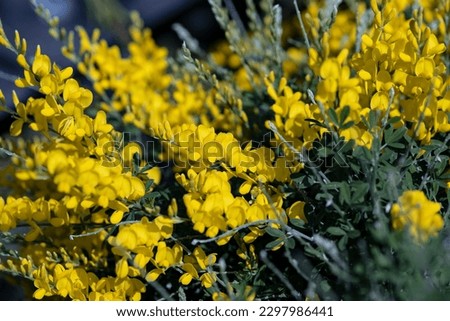 Cytisus racemosus flowers. It's also known as Genista racemosa or Sweet broom. Sweet broom is an evergreen, and has fragrant yellow flowers in Spring.