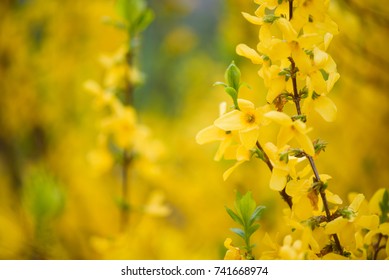 Cytisus Scoparius Broom Flower