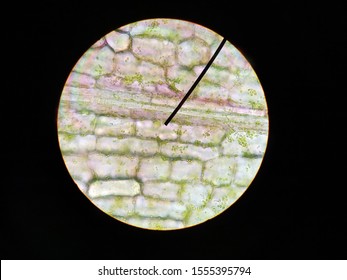 Stoma Under Microscopeleaf Under Microscopeorganproducing Oxygen Stock ...