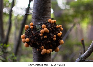 Cyttaria hariotii is a edible mushroom commonly called llao llao and pan de indio. It is a great eatable mushroom of sweet flavor with which desserts and sweets are realized and even icecreams Ushuaia - Shutterstock ID 1756743698