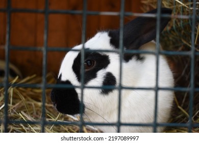 Czech black and white rabbit in a shelter cage looking forward.
